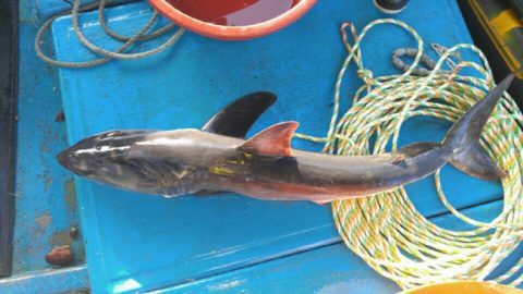 Vacationers warned after sharks caught in Korea’s East Sea